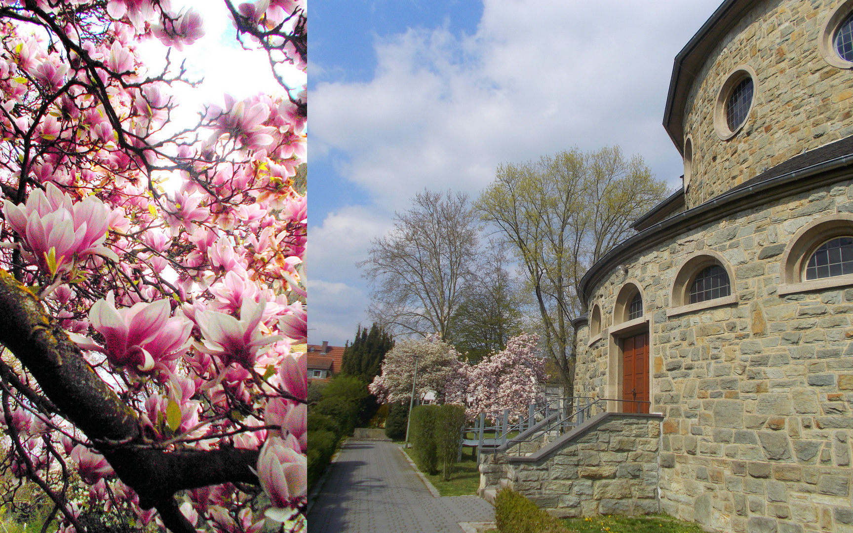 Magnolienbaum an der alten Kirche