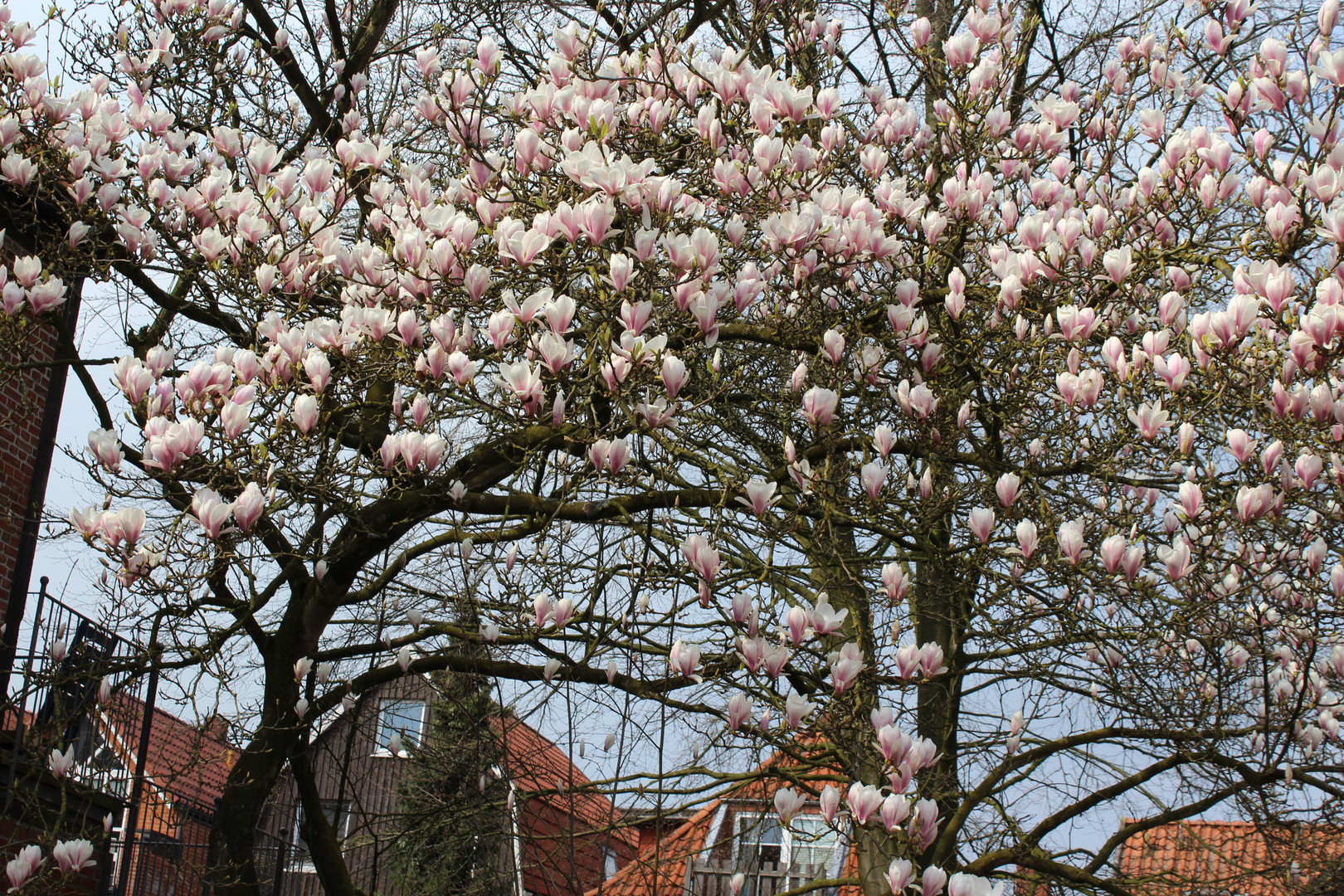 Magnolienbaum auf dem Hinterhof der Löwen-Apotheke in Stade, Hökerstaße 37