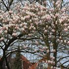 Magnolienbaum auf dem Hinterhof der Löwen-Apotheke in Stade, Hökerstaße 37