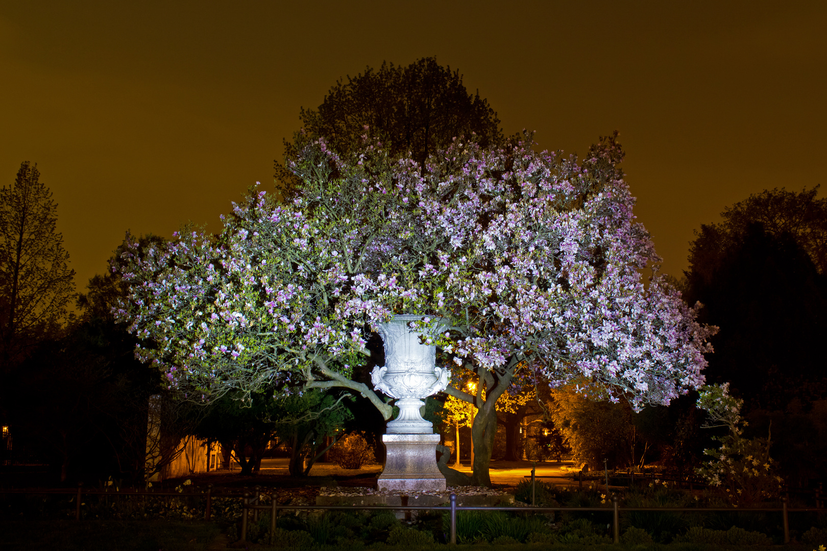 Magnolienbaum beim "nachtgiechern" fotografiert