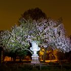 Magnolienbaum beim "nachtgiechern" fotografiert