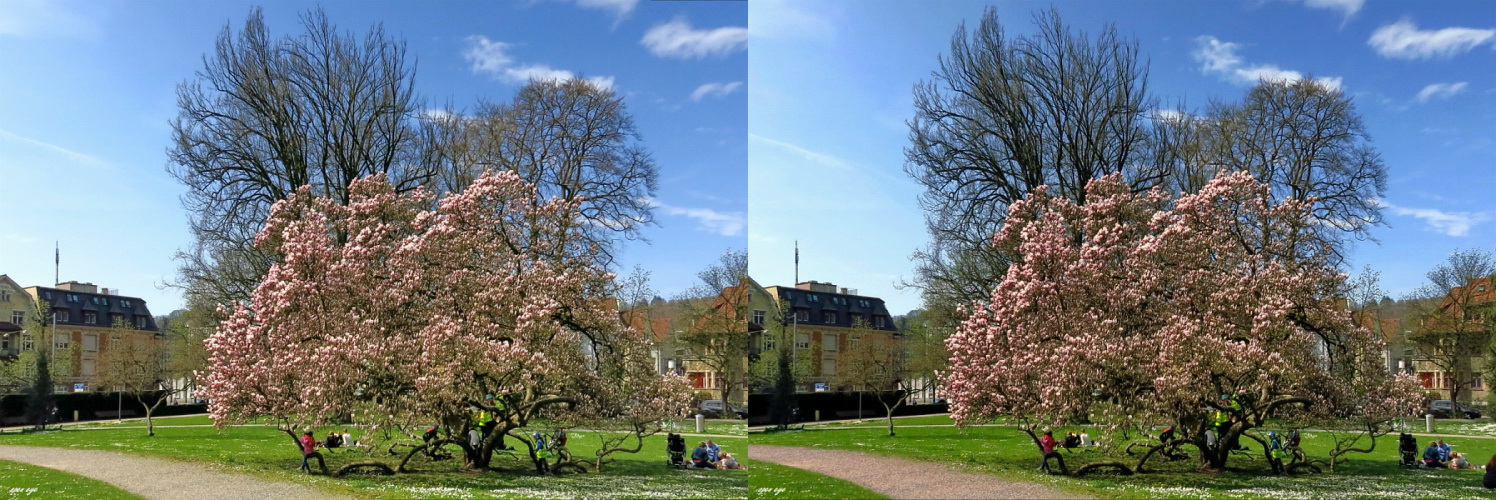  Magnolienbaum / Casinopark Baden Kt. AG. Schweiz