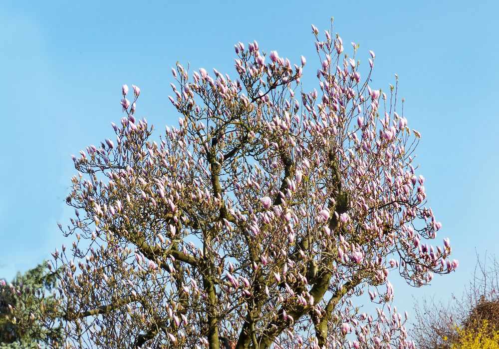 Magnolienbaum