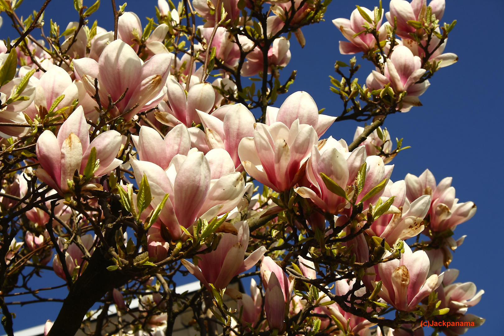 Magnolienbaum Foto & Bild | landschaft, garten- & parklandschaften, natur u. tieraufn. Bilder ...