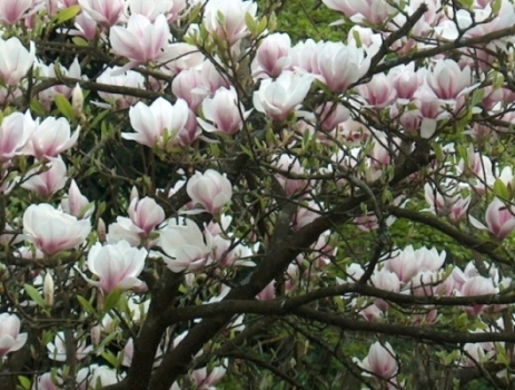 Magnolienbaum