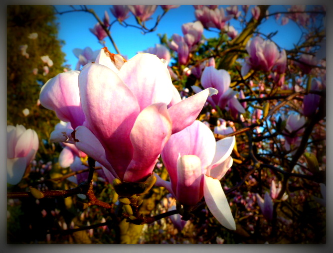 Magnolienbaum von Ingrid 