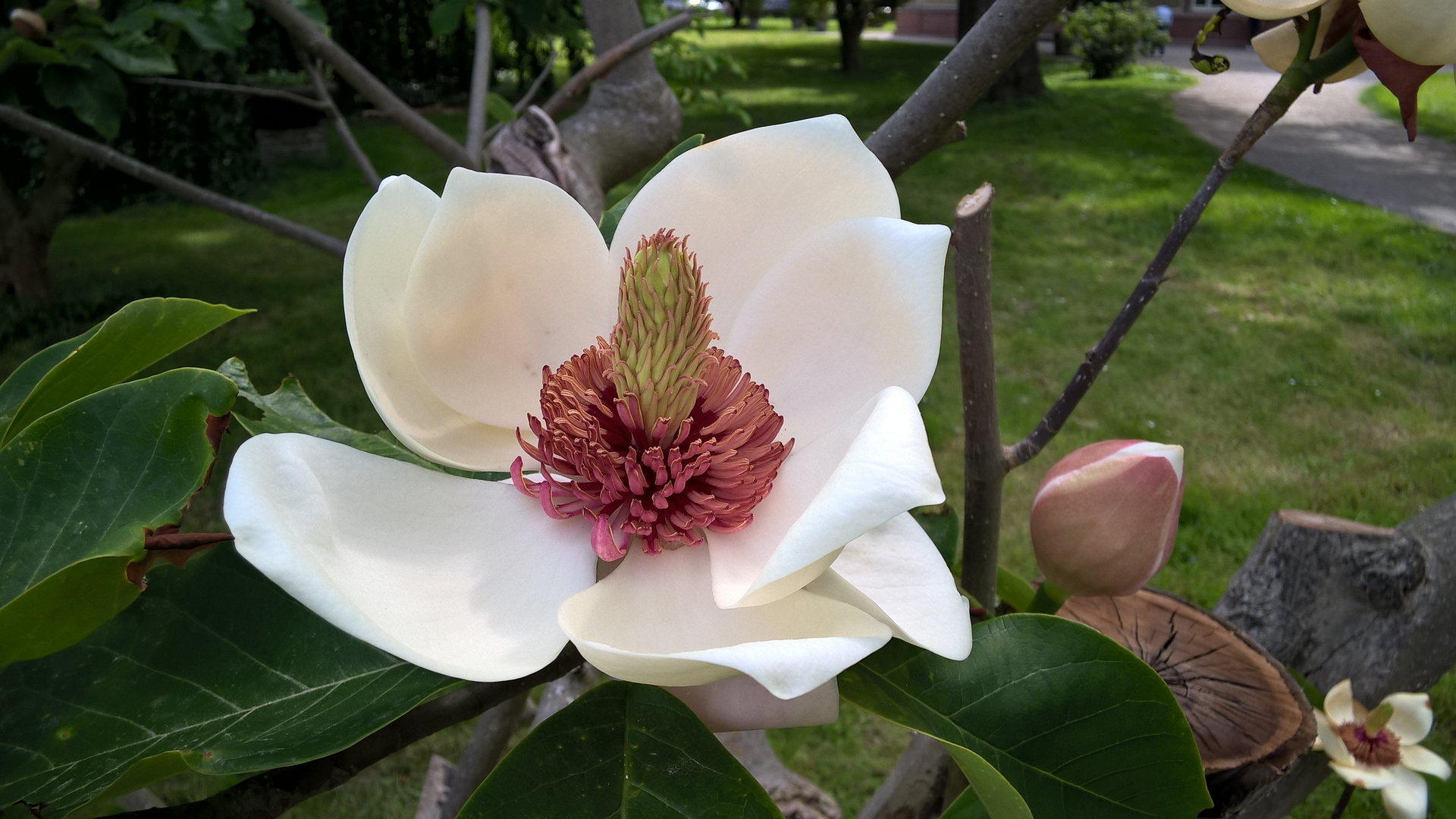 Magnolienbaum (Handyfoto mit Nokia Lumia 830)