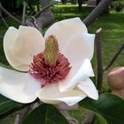 Magnolienbaum (Handyfoto mit Nokia Lumia 830)