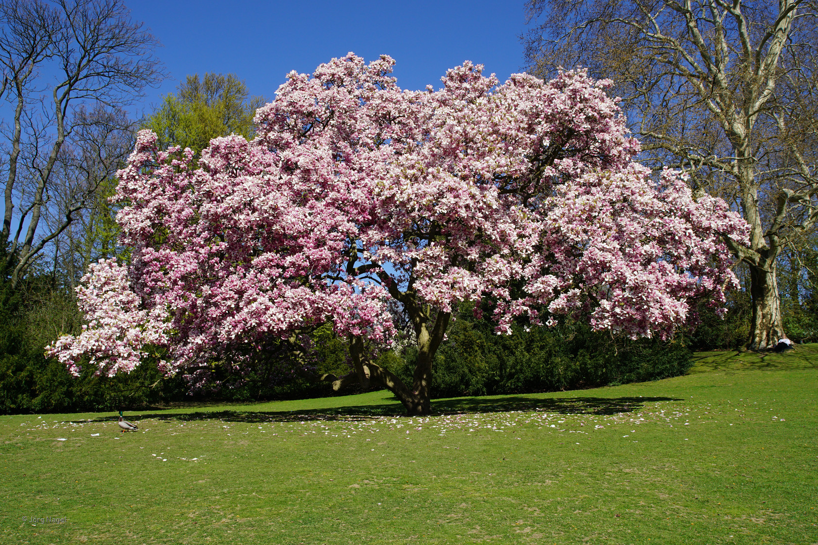 Magnolienbaum im Bochumer Stadtpark