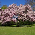 Magnolienbaum im Bochumer Stadtpark