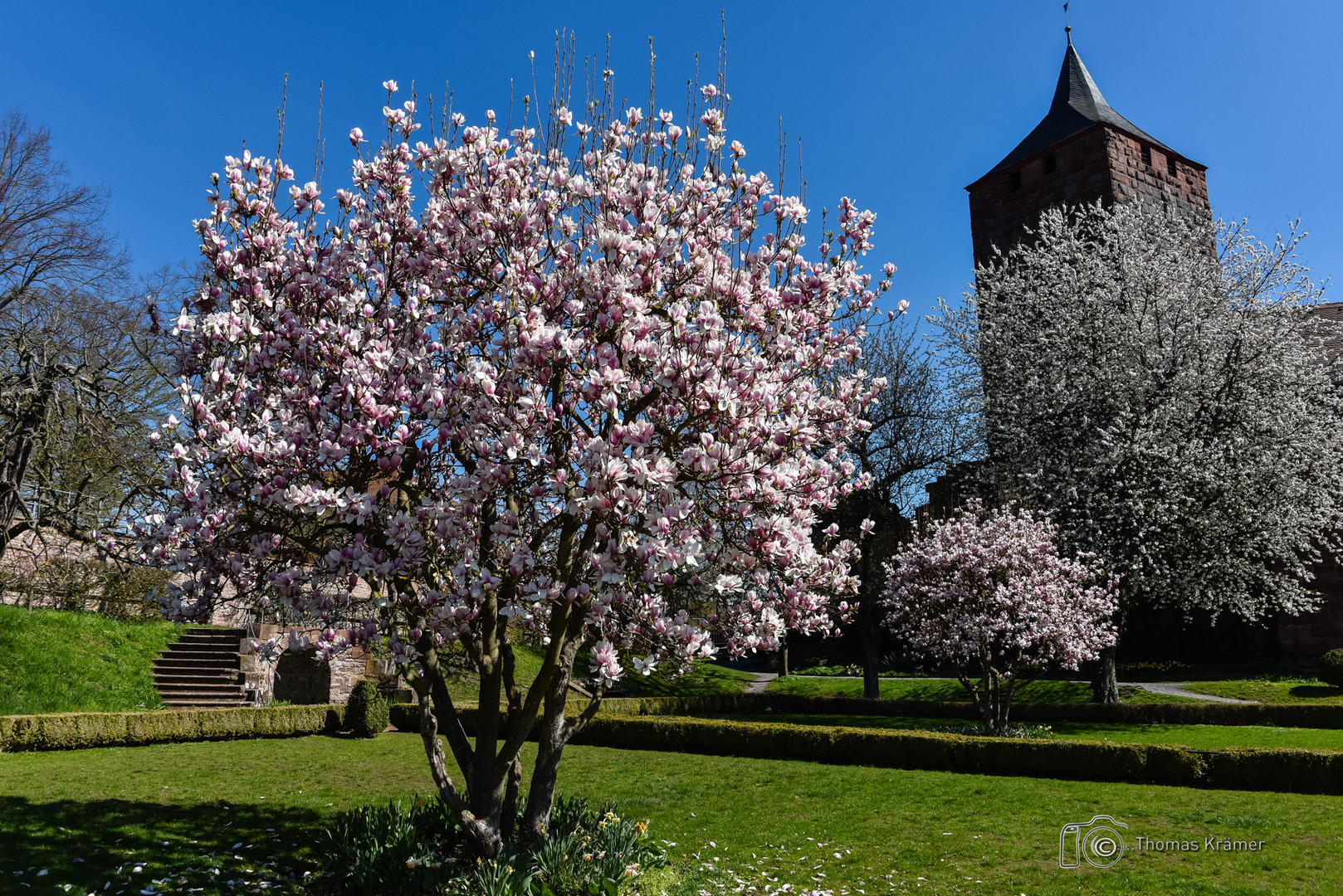 Magnolienbaum im Burggarten D75_3389