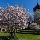 Magnolienbaum im Burggarten D75_3389