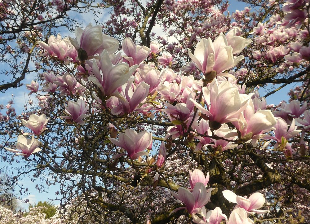 Magnolienbaum im Magnolienpark Aschaffenburg 2022