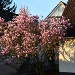 Magnolienbaum im Morgenlicht