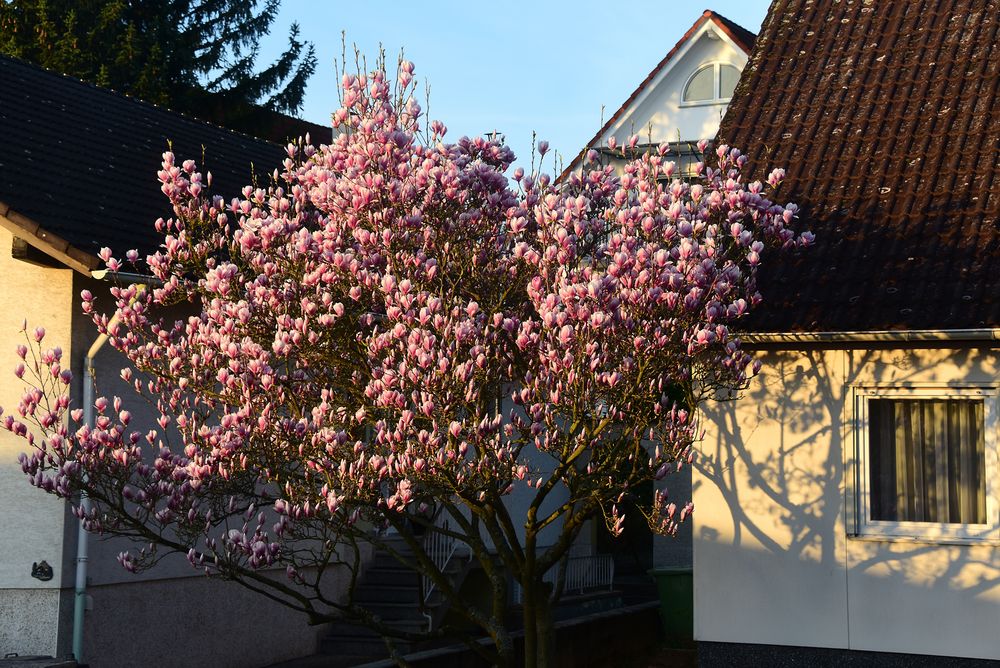 Magnolienbaum im Morgenlicht