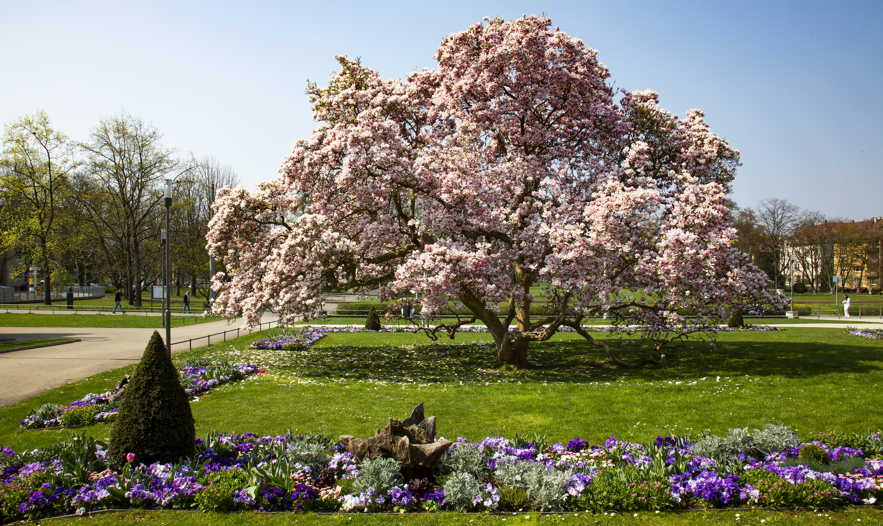 Magnolienbaum in Bad Cannstatt