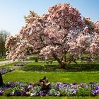 Magnolienbaum in Bad Cannstatt