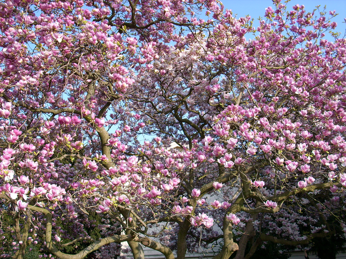 Magnolienbaum in Bonn