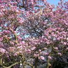 Magnolienbaum in Bonn