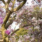 Magnolienbaum in Bonn