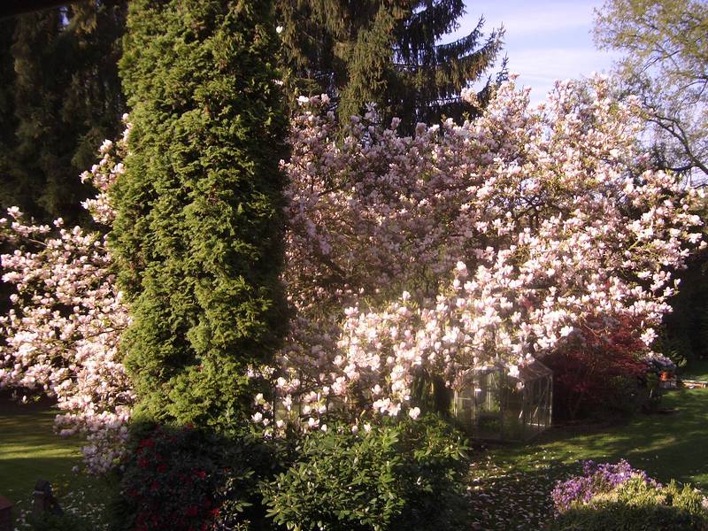 Magnolienbaum in meinem Garten