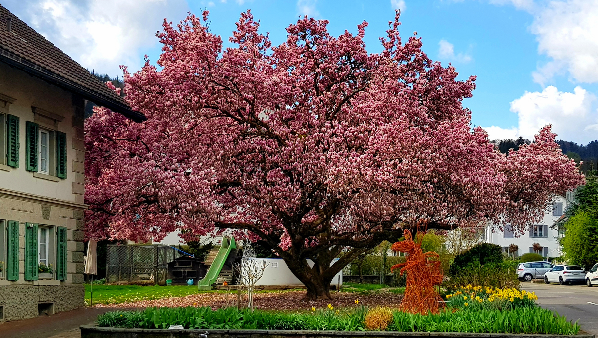 Magnolienbaum in prachtvoller Blüte