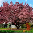 Magnolienbaum in prachtvoller Blüte