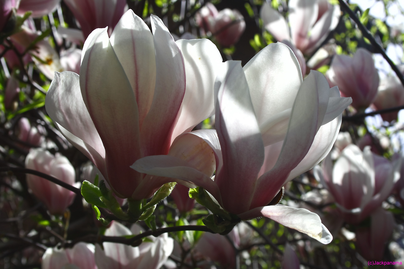 Magnolienbaum in voller Blüte