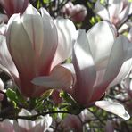 Magnolienbaum in voller Blüte