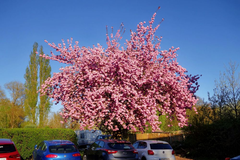 Magnolienbaum in voller Pracht