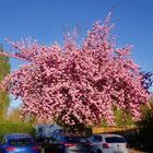 Magnolienbaum in voller Pracht