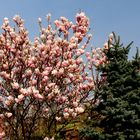 Magnolienbaum mit den Gebäuden des ehemaligen Bahnhofes Baruth im Hintergrund