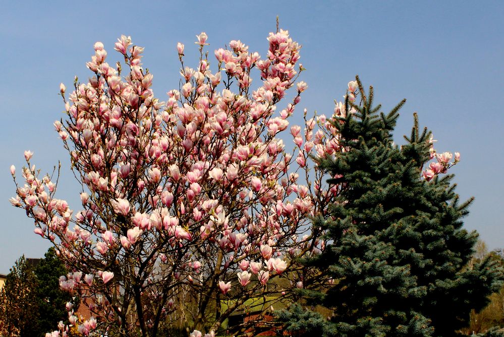 Magnolienbaum mit den Gebäuden des ehemaligen Bahnhofes Baruth im Hintergrund