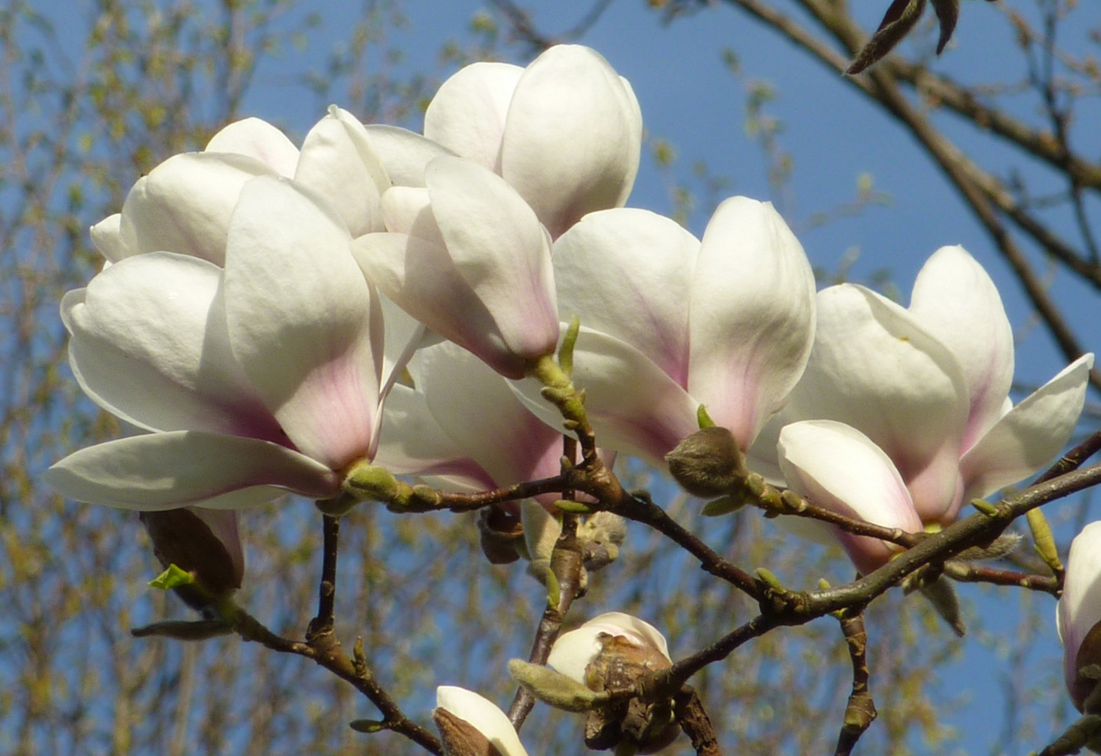 Magnolienbaum mit hellen Blüten