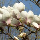 Magnolienbaum mit hellen Blüten