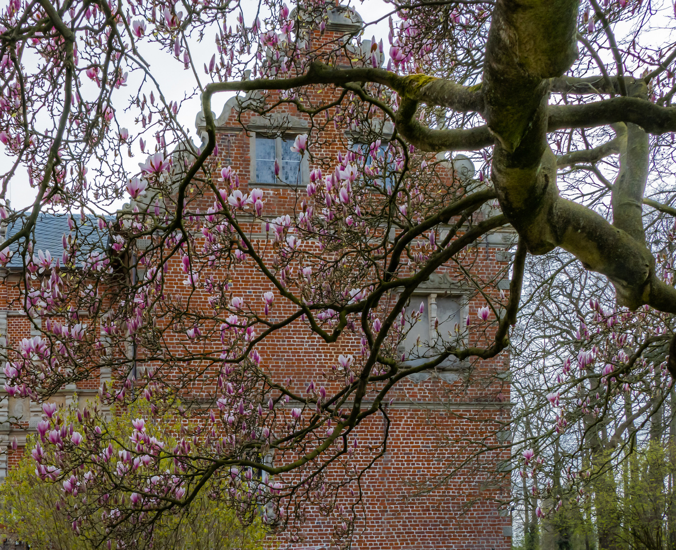 Magnolienbaum neben dem Schloss