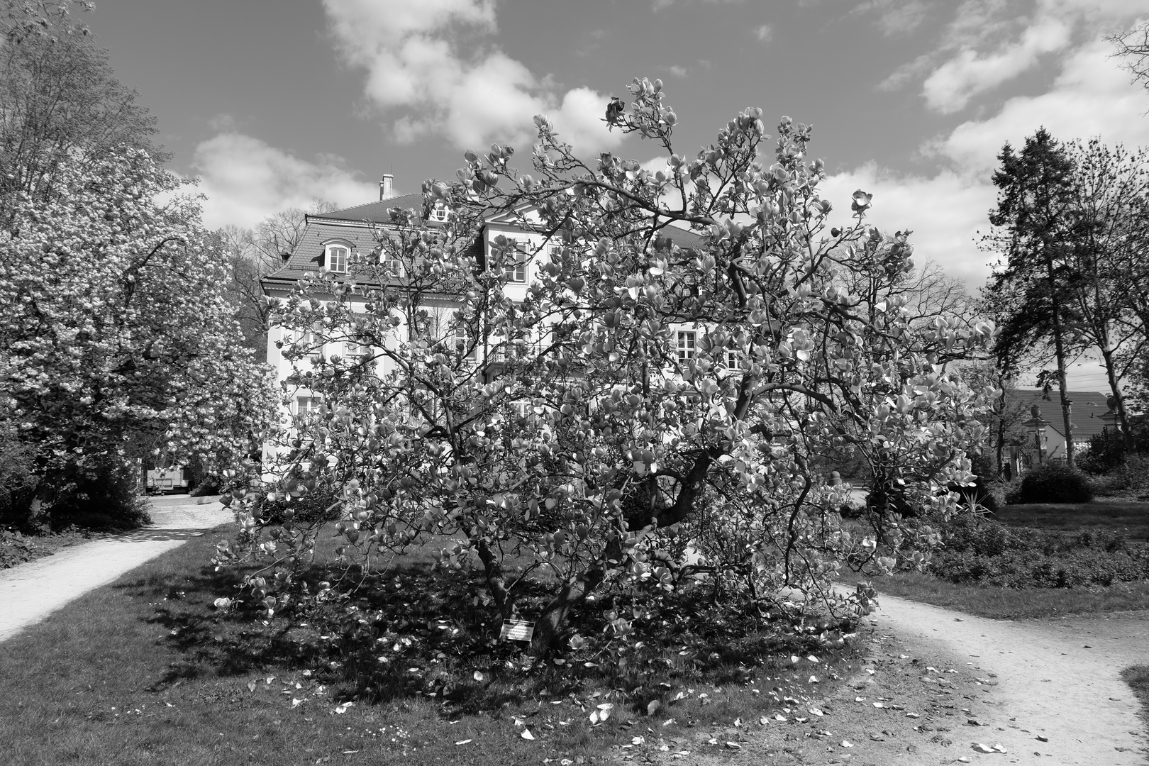 Magnolienbaum Schlosspark Güldengossa s/w