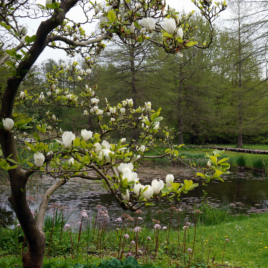 Magnolienbaum und Schildblatt-Pflanzen 