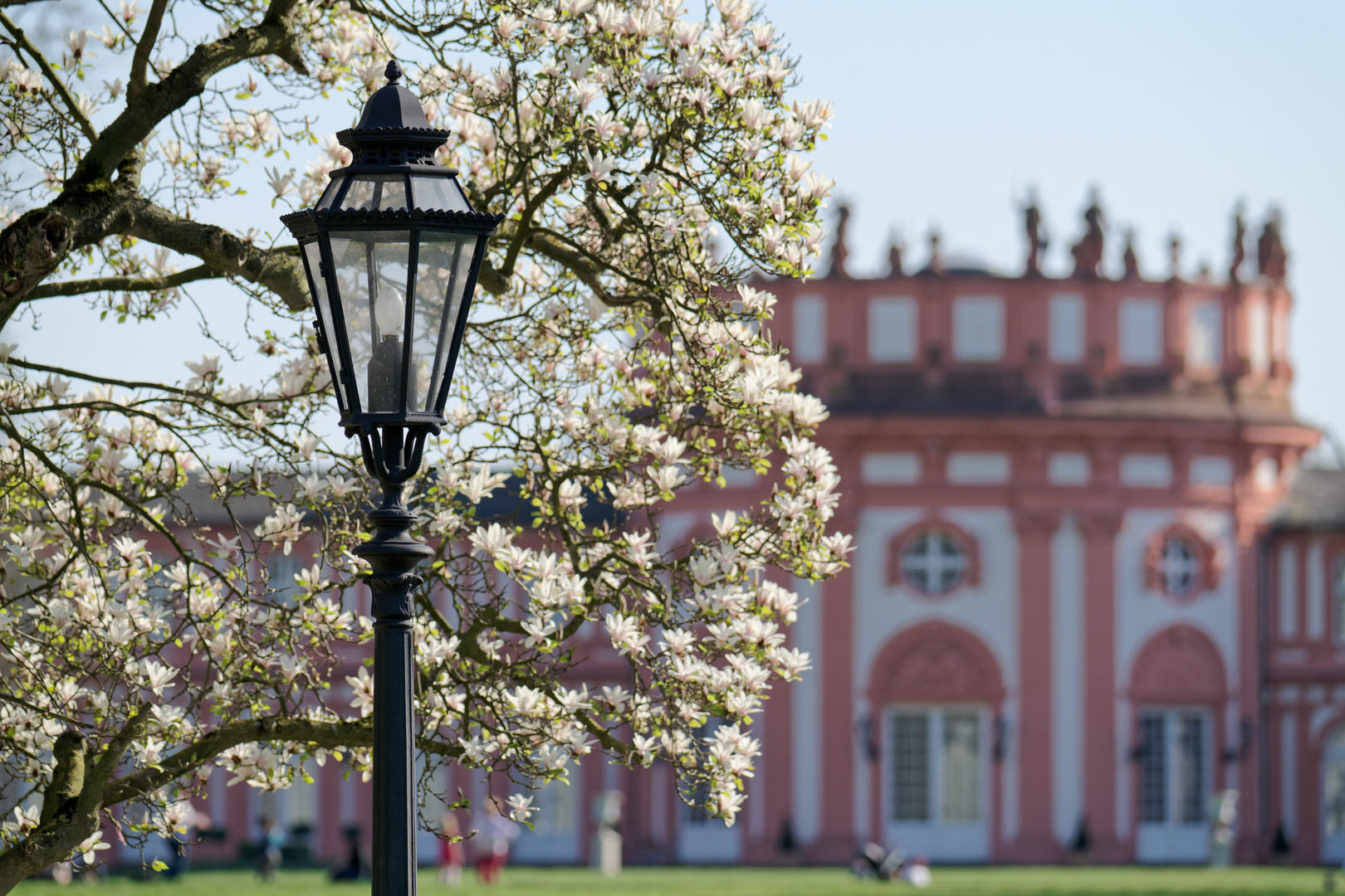 Magnolienbaum vor der Rotunde des Biebricher Schlosses