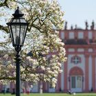 Magnolienbaum vor der Rotunde des Biebricher Schlosses