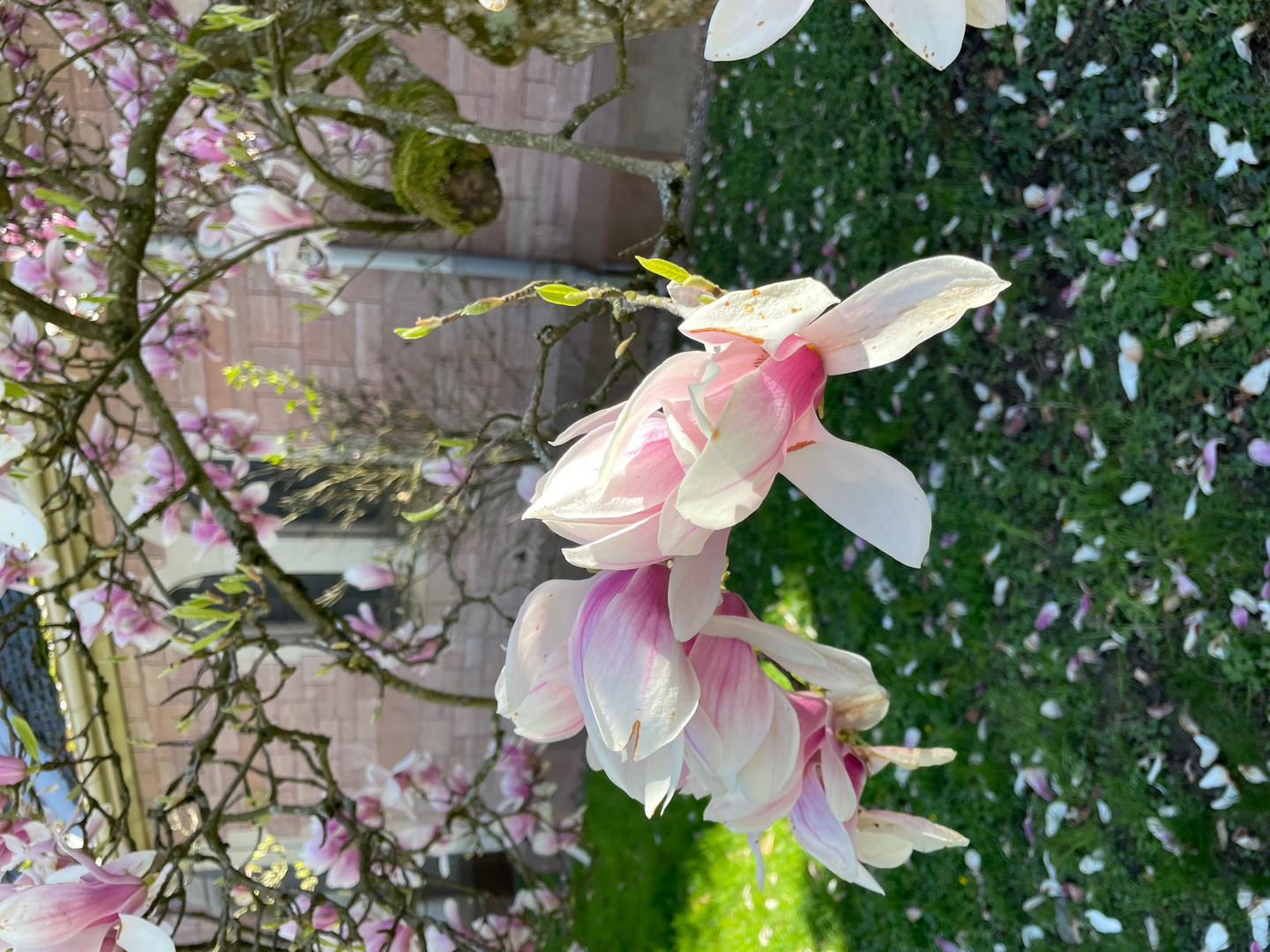 Magnolienbaum vor Kirche 