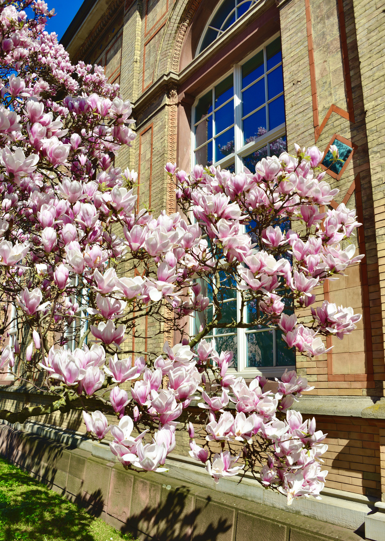 Magnolienbaum vor Orangerie ..........."