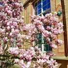 Magnolienbaum vor Orangerie ..........."