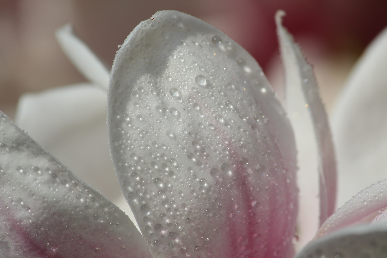 Magnolienbaumblüte mit Wassertropfen