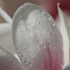 Magnolienbaumblüte mit Wassertropfen