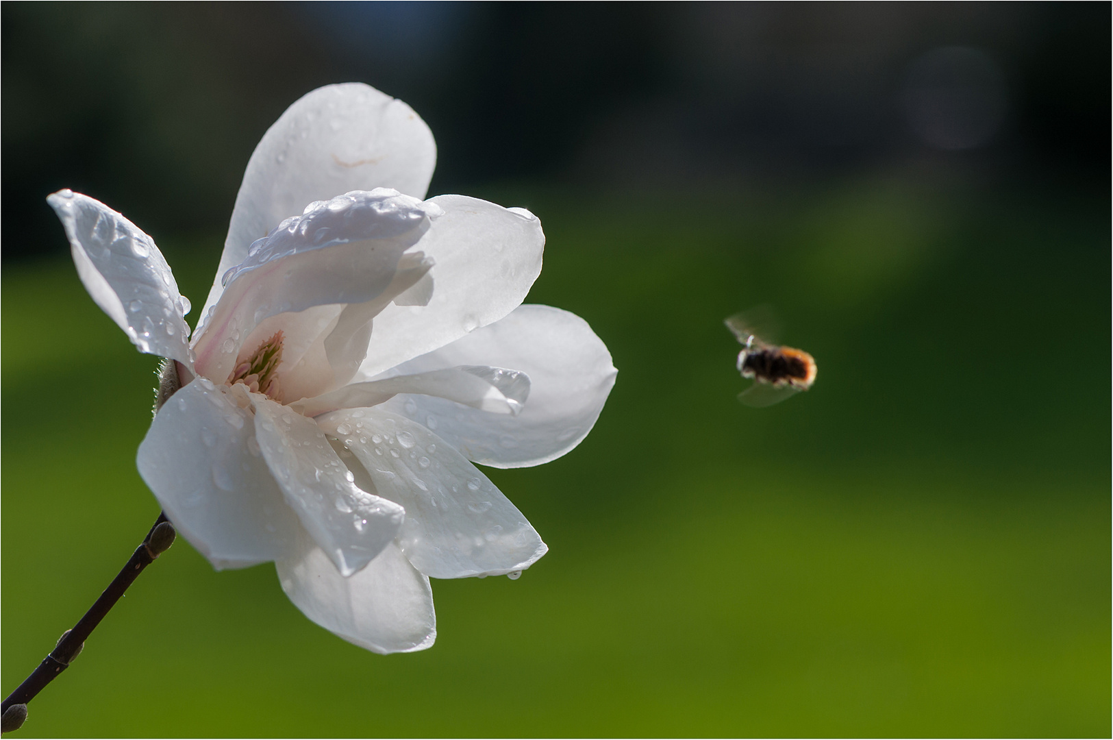 Magnolienbesucher