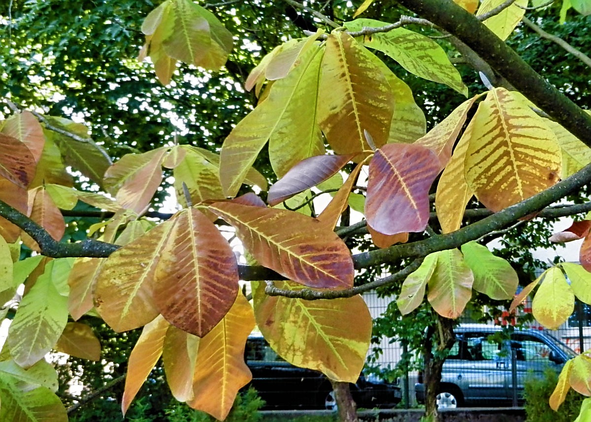 Magnolienblätter im Herbst