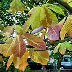 Magnolienblätter im Herbst