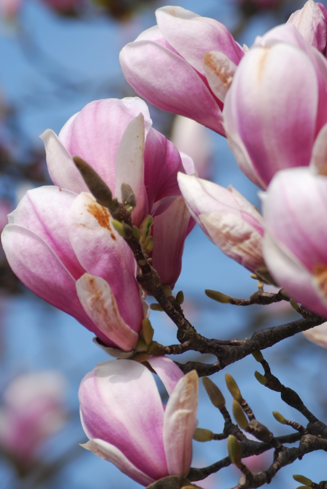 Magnolienblühen der Frühling ist da