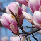 Magnolienblühen der Frühling ist da